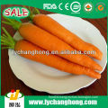 China fresh carrot vegetable price list